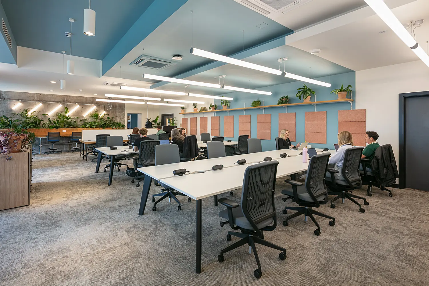 Open-plan office workspace with long shared desks, ergonomic task chairs and several people working or meeting throughout the space. The interior features a blue and white ceiling with suspended linear lighting, exposed services and acoustic wall panels. Planting is integrated along shelving and perimeter planters, while a concrete-effect feature wall adds texture. The space combines collaborative seating, individual workstations and biophilic design elements in a bright, contemporary setting.